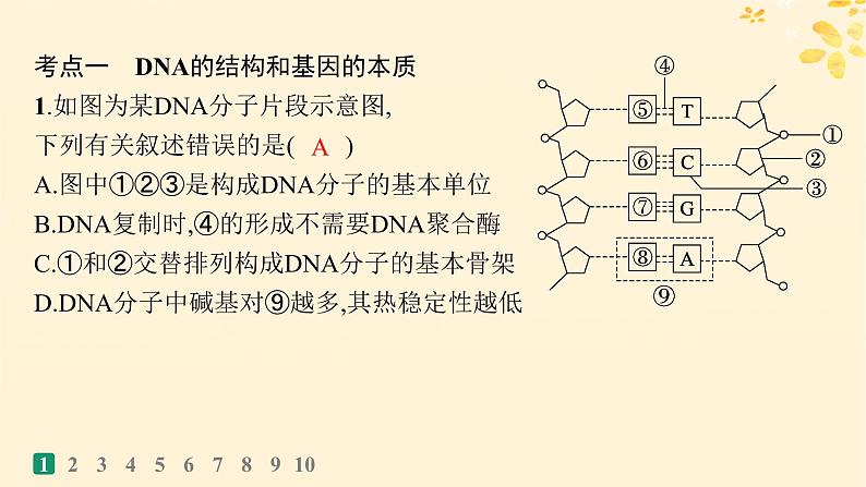 备战2025届新高考生物一轮总复习第6单元遗传的分子基础课时规范练24DNA的结构和复制基因的本质课件第3页