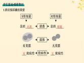 备战2025届新高考生物一轮总复习第6单元遗传的分子基础第23讲DNA是主要的遗传物质课件