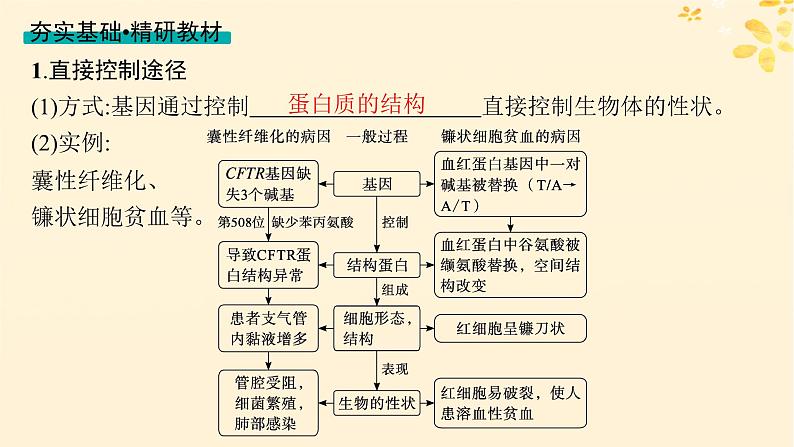 备战2025届新高考生物一轮总复习第6单元遗传的分子基础第26讲基因表达和性状的关系课件第4页