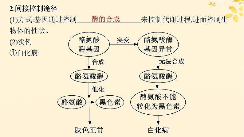 备战2025届新高考生物一轮总复习第6单元遗传的分子基础第26讲基因表达和性状的关系课件第5页