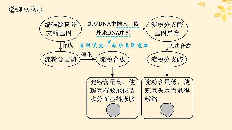 备战2025届新高考生物一轮总复习第6单元遗传的分子基础第26讲基因表达和性状的关系课件第6页