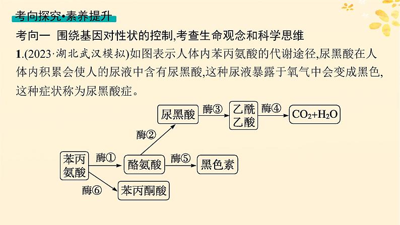 备战2025届新高考生物一轮总复习第6单元遗传的分子基础第26讲基因表达和性状的关系课件第8页