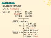 备战2025届新高考生物一轮总复习第6单元遗传的分子基础第24讲DNA的结构和复制基因的本质课件