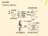 备战2025届新高考生物一轮总复习第6单元遗传的分子基础第24讲DNA的结构和复制基因的本质课件