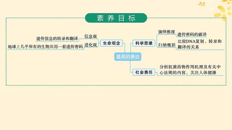 备战2025届新高考生物一轮总复习第6单元遗传的分子基础第25讲基因的表达课件02