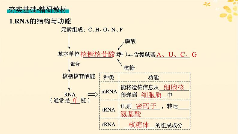 备战2025届新高考生物一轮总复习第6单元遗传的分子基础第25讲基因的表达课件04