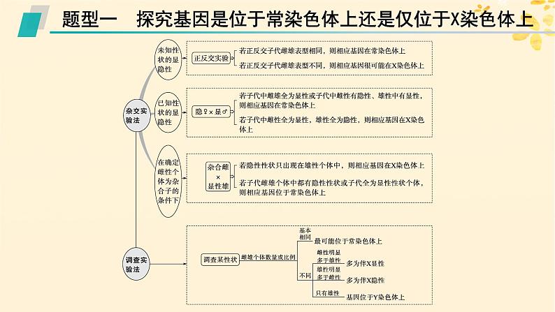 备战2025届新高考生物一轮总复习第5单元孟德尔遗传定律与伴性遗传专题精研课7探究基因在染色体上的位置课件02