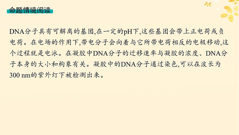 备战2025届新高考生物一轮总复习第5单元孟德尔遗传定律与伴性遗传情境突破课4遗传系谱图与电泳图谱课件第2页