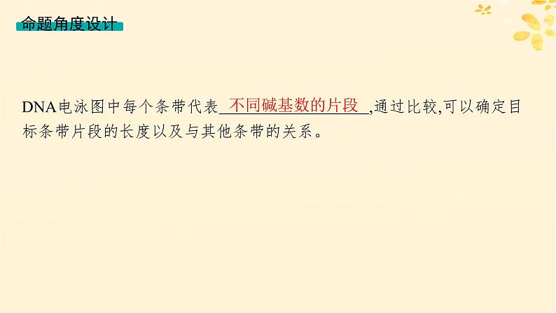 备战2025届新高考生物一轮总复习第5单元孟德尔遗传定律与伴性遗传情境突破课4遗传系谱图与电泳图谱课件第3页