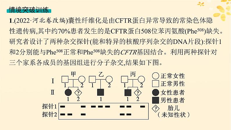 备战2025届新高考生物一轮总复习第5单元孟德尔遗传定律与伴性遗传情境突破课4遗传系谱图与电泳图谱课件第4页