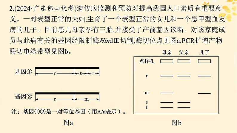 备战2025届新高考生物一轮总复习第5单元孟德尔遗传定律与伴性遗传情境突破课4遗传系谱图与电泳图谱课件第6页