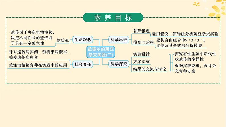 备战2025届新高考生物一轮总复习第5单元孟德尔遗传定律与伴性遗传第20讲孟德尔的豌豆杂交实验二课件第2页