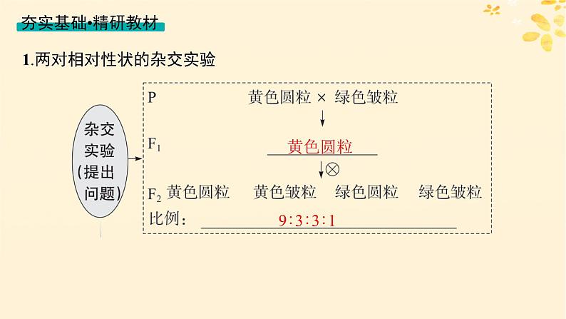 备战2025届新高考生物一轮总复习第5单元孟德尔遗传定律与伴性遗传第20讲孟德尔的豌豆杂交实验二课件第4页