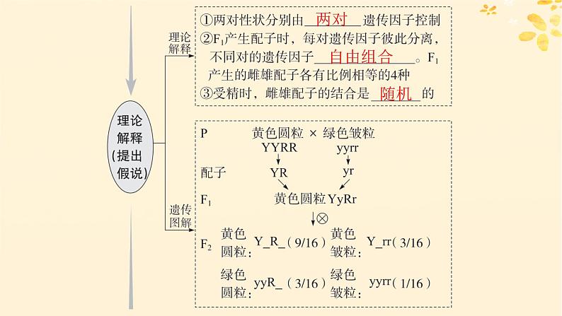 备战2025届新高考生物一轮总复习第5单元孟德尔遗传定律与伴性遗传第20讲孟德尔的豌豆杂交实验二课件第5页