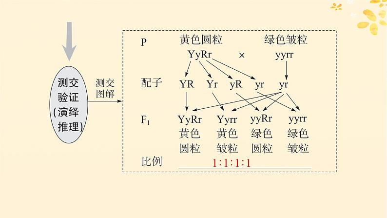 备战2025届新高考生物一轮总复习第5单元孟德尔遗传定律与伴性遗传第20讲孟德尔的豌豆杂交实验二课件第6页