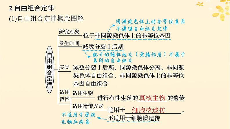 备战2025届新高考生物一轮总复习第5单元孟德尔遗传定律与伴性遗传第20讲孟德尔的豌豆杂交实验二课件第8页