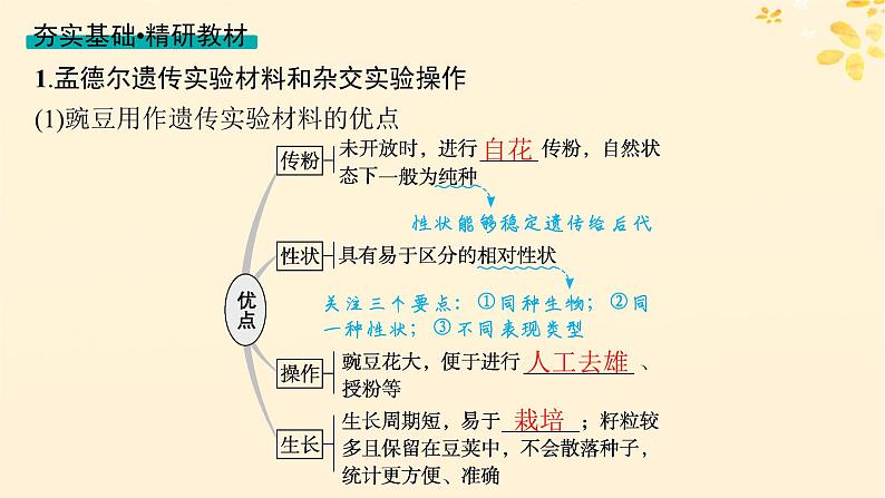备战2025届新高考生物一轮总复习第5单元孟德尔遗传定律与伴性遗传第19讲孟德尔的豌豆杂交实验一课件第4页