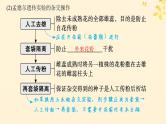 备战2025届新高考生物一轮总复习第5单元孟德尔遗传定律与伴性遗传第19讲孟德尔的豌豆杂交实验一课件