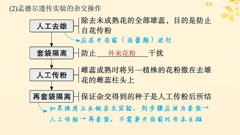 备战2025届新高考生物一轮总复习第5单元孟德尔遗传定律与伴性遗传第19讲孟德尔的豌豆杂交实验一课件第5页