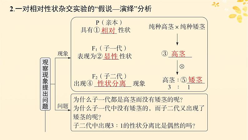 备战2025届新高考生物一轮总复习第5单元孟德尔遗传定律与伴性遗传第19讲孟德尔的豌豆杂交实验一课件第6页