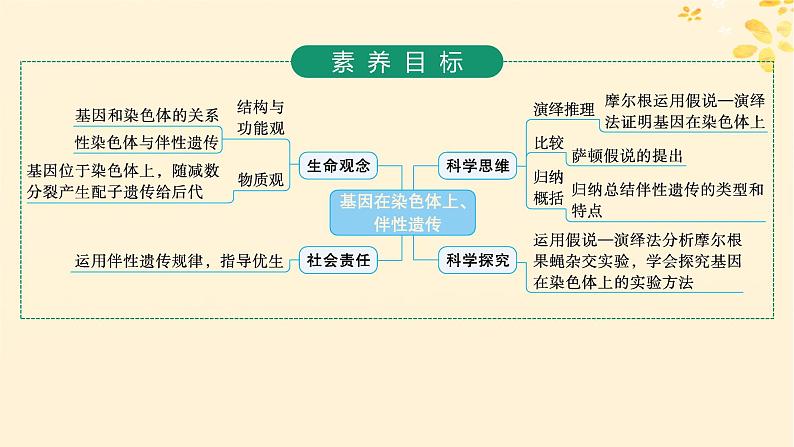 备战2025届新高考生物一轮总复习第5单元孟德尔遗传定律与伴性遗传第21讲基因在染色体上伴性遗传课件第2页