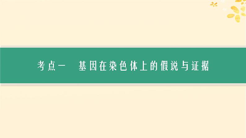 备战2025届新高考生物一轮总复习第5单元孟德尔遗传定律与伴性遗传第21讲基因在染色体上伴性遗传课件第3页