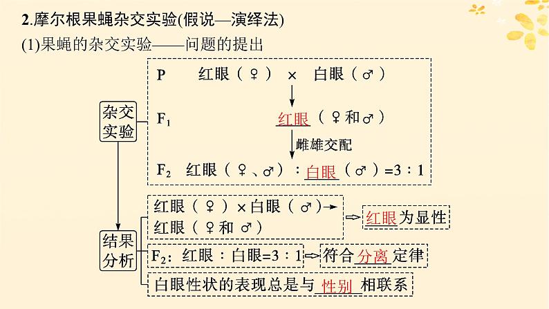 备战2025届新高考生物一轮总复习第5单元孟德尔遗传定律与伴性遗传第21讲基因在染色体上伴性遗传课件第5页