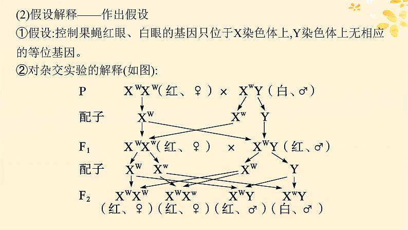 备战2025届新高考生物一轮总复习第5单元孟德尔遗传定律与伴性遗传第21讲基因在染色体上伴性遗传课件第6页