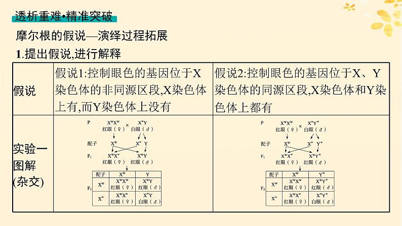 备战2025届新高考生物一轮总复习第5单元孟德尔遗传定律与伴性遗传第21讲基因在染色体上伴性遗传课件第8页