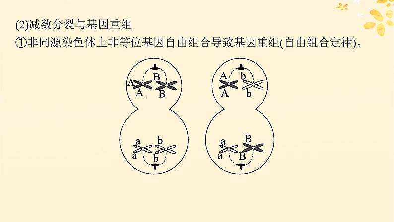 备战2025届新高考生物一轮总复习第4单元细胞的生命历程专题精研课4减数分裂与可遗传变异的关系课件第3页