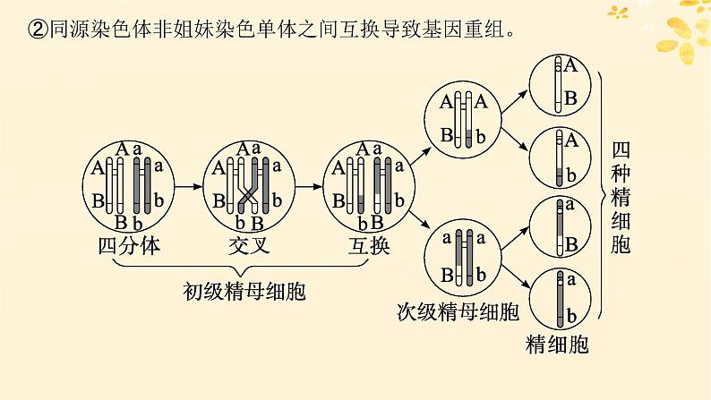 备战2025届新高考生物一轮总复习第4单元细胞的生命历程专题精研课4减数分裂与可遗传变异的关系课件第4页