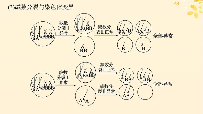 备战2025届新高考生物一轮总复习第4单元细胞的生命历程专题精研课4减数分裂与可遗传变异的关系课件第5页