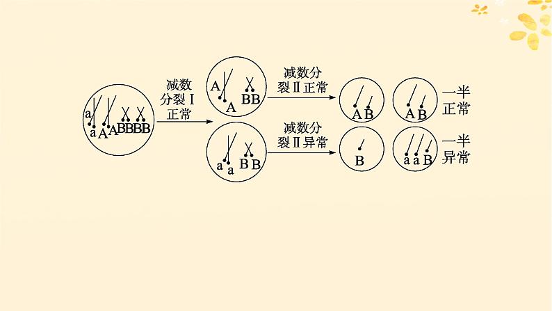 备战2025届新高考生物一轮总复习第4单元细胞的生命历程专题精研课4减数分裂与可遗传变异的关系课件第6页