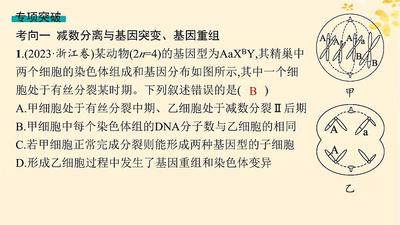 备战2025届新高考生物一轮总复习第4单元细胞的生命历程专题精研课4减数分裂与可遗传变异的关系课件第8页