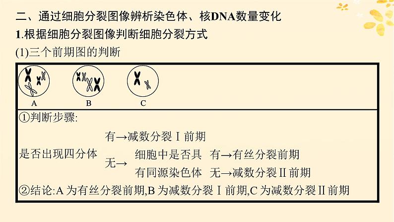 备战2025届新高考生物一轮总复习第4单元细胞的生命历程专题精研课3减数分裂与有丝分裂的比较课件05