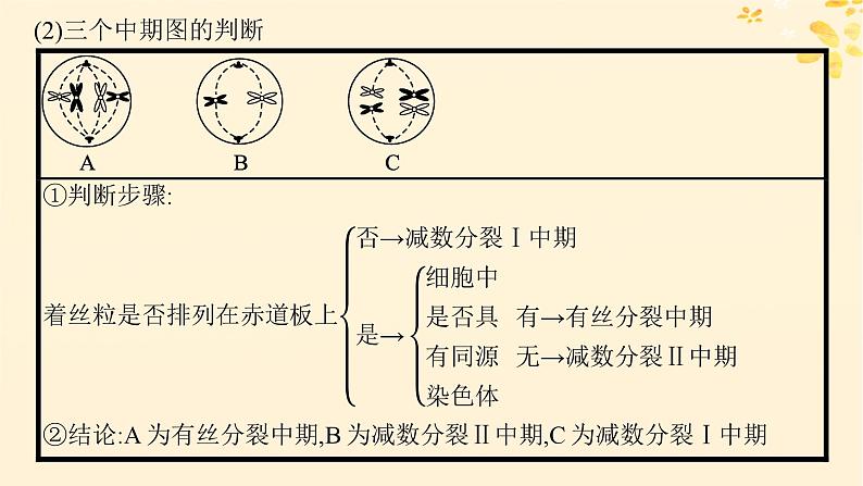 备战2025届新高考生物一轮总复习第4单元细胞的生命历程专题精研课3减数分裂与有丝分裂的比较课件06