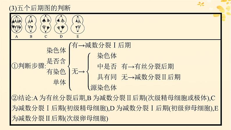 备战2025届新高考生物一轮总复习第4单元细胞的生命历程专题精研课3减数分裂与有丝分裂的比较课件07