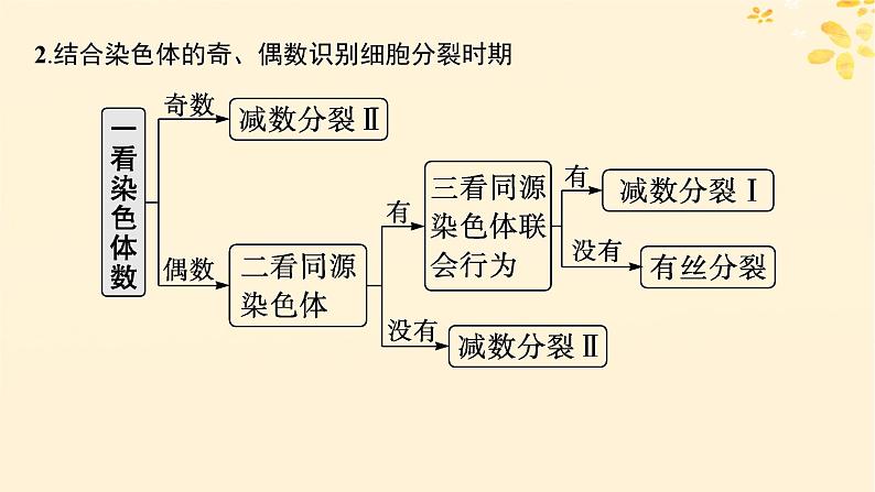 备战2025届新高考生物一轮总复习第4单元细胞的生命历程专题精研课3减数分裂与有丝分裂的比较课件08