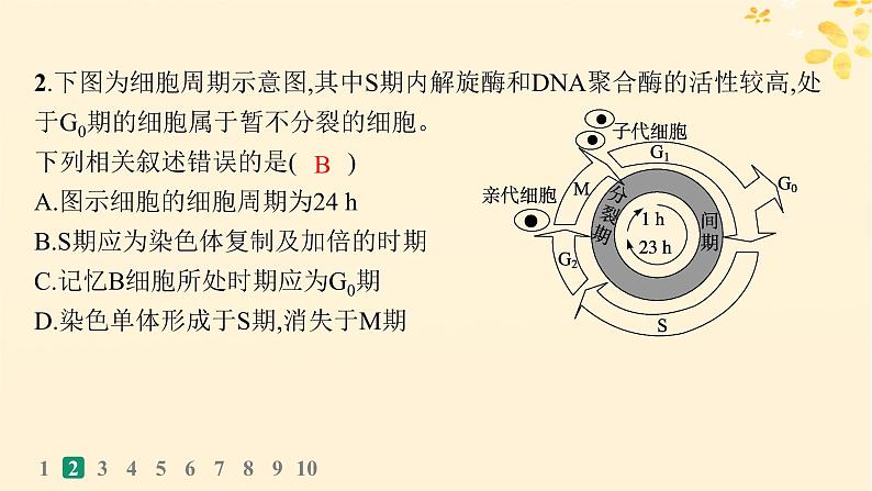 备战2025届新高考生物一轮总复习第4单元细胞的生命历程课时规范练16细胞的增殖课件05