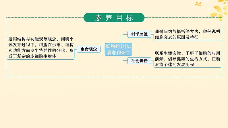 备战2025届新高考生物一轮总复习第4单元细胞的生命历程第18讲细胞的分化衰老和死亡课件02