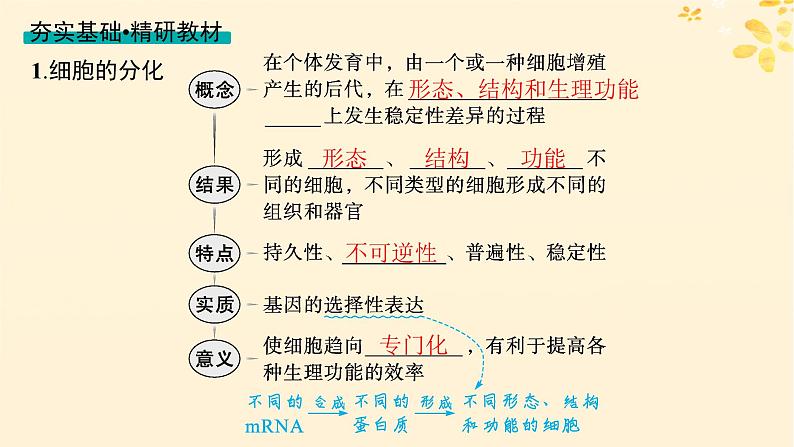 备战2025届新高考生物一轮总复习第4单元细胞的生命历程第18讲细胞的分化衰老和死亡课件04