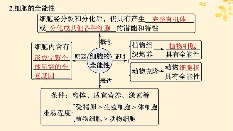 备战2025届新高考生物一轮总复习第4单元细胞的生命历程第18讲细胞的分化衰老和死亡课件05