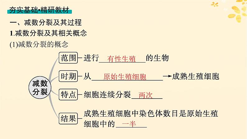 备战2025届新高考生物一轮总复习第4单元细胞的生命历程第17讲减数分裂和受精作用课件第4页