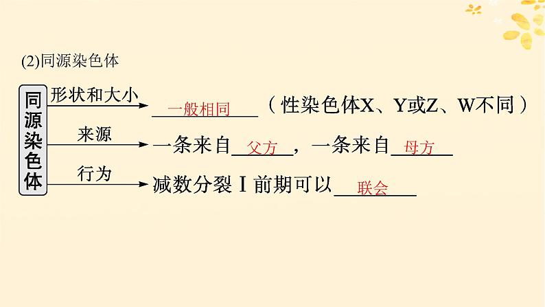 备战2025届新高考生物一轮总复习第4单元细胞的生命历程第17讲减数分裂和受精作用课件第5页