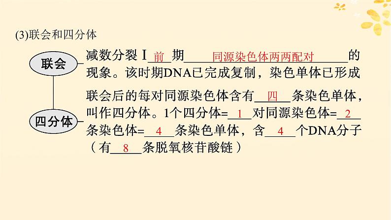 备战2025届新高考生物一轮总复习第4单元细胞的生命历程第17讲减数分裂和受精作用课件第6页