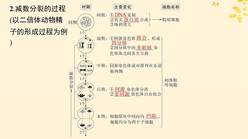 备战2025届新高考生物一轮总复习第4单元细胞的生命历程第17讲减数分裂和受精作用课件第8页