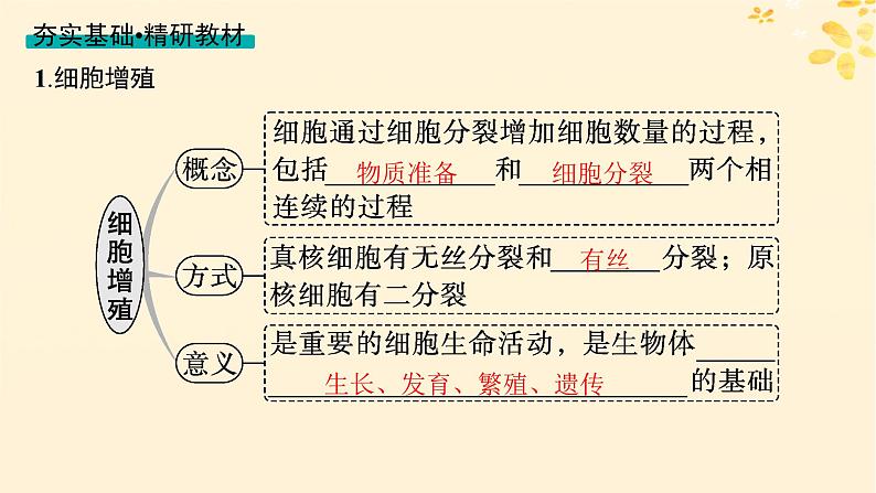 备战2025届新高考生物一轮总复习第4单元细胞的生命历程第16讲细胞的增殖课件04