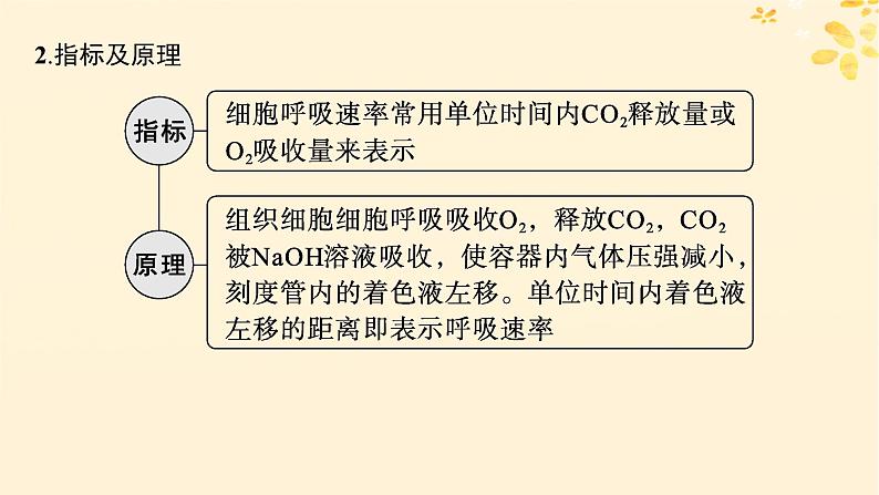 备战2025届新高考生物一轮总复习第3单元细胞的代谢专题精研课2细胞呼吸的方式和呼吸速率的测定课件第5页