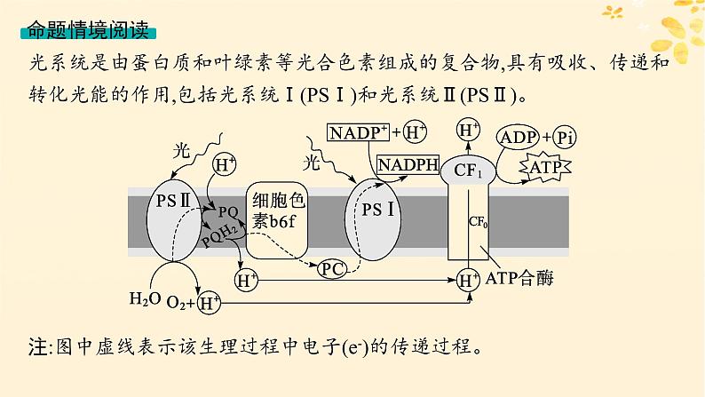 备战2025届新高考生物一轮总复习第3单元细胞的代谢情境突破课3光系统及电子传递链二氧化碳固定途径光呼吸课件第3页