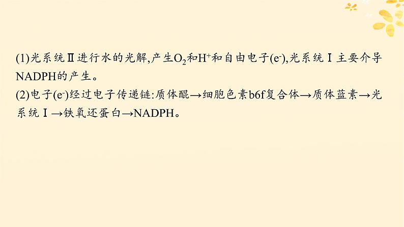 备战2025届新高考生物一轮总复习第3单元细胞的代谢情境突破课3光系统及电子传递链二氧化碳固定途径光呼吸课件第4页